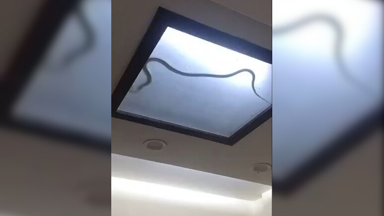 फैंसी लाइट में घुसकर मंडराता नजर आया काला लंबा जहरीला सांप, देख लोगों की निकल गईं चीखें