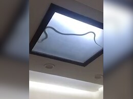 फैंसी लाइट में घुसकर मंडराता नजर आया काला लंबा जहरीला सांप, देख लोगों की निकल गईं चीखें फैंसी लाइट में घुसकर मंडराता नजर आया काला लंबा जहरीला सांप, देख लोगों की निकल गईं चीखें