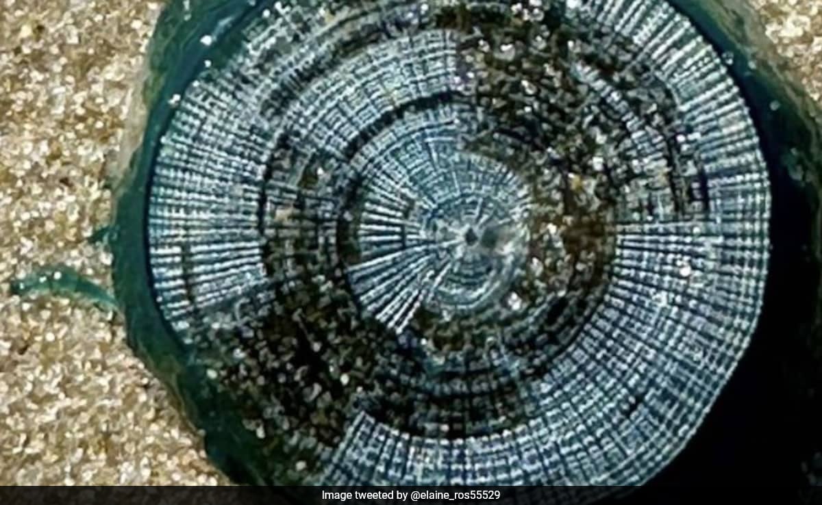 Strange 'Blue Buttons' Wash Up On Virginia Beaches, Experts Issue Warning: "Quite Potent"