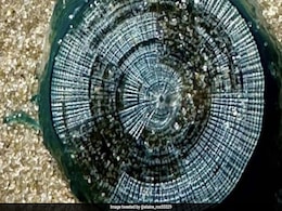 Strange 'Blue Buttons' Wash Up On Virginia Beaches, Experts Issue Warning: "Quite Potent" Strange 'Blue Buttons' Wash Up On Virginia Beaches, Experts Issue Warning: "Quite Potent"
