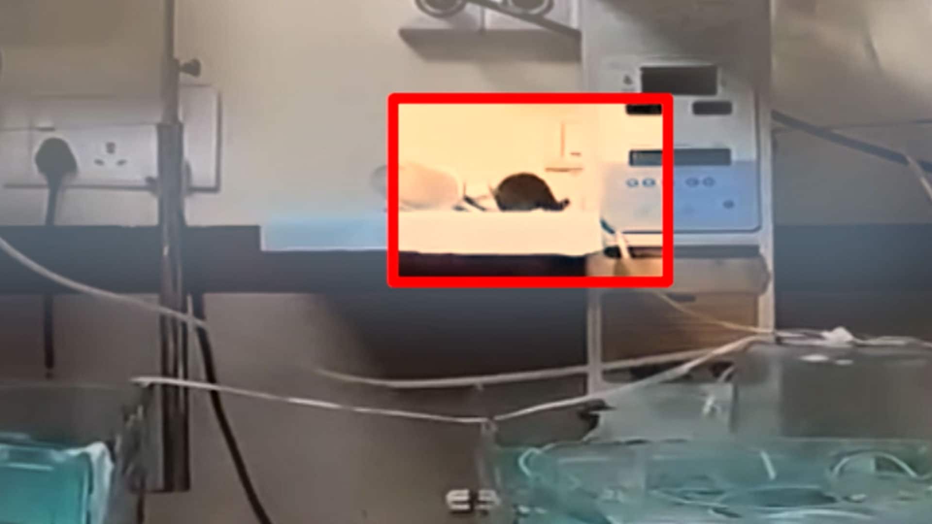 Video: On Camera, Rats Seen Inside Indore Hospital ICU, Bite 2 Newborns