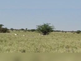 जैसलमेर में पहली बार झुंड में द‍िखे व्हाइट स्‍टॉर्क पक्षी, जानें इसकी खास‍ियत