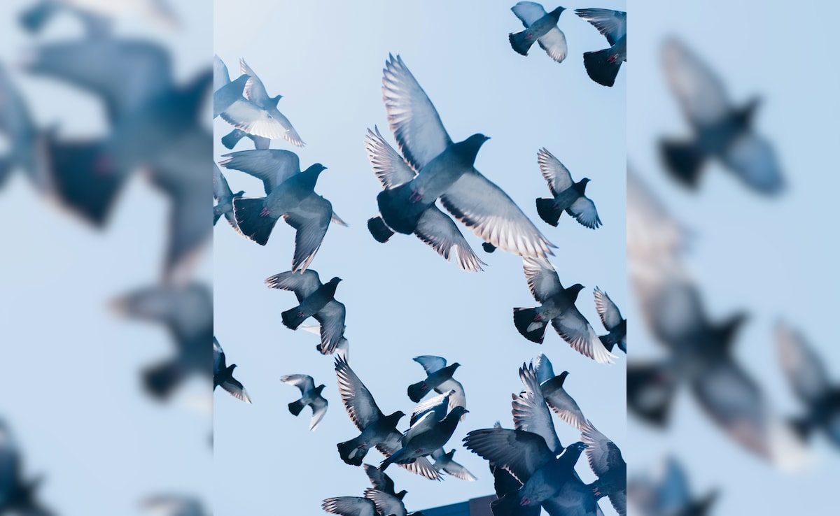 Latest and Breaking News on NDTV Latest and Breaking News on NDTV