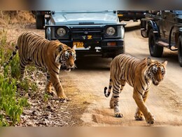 65 करोड़ के सर्विलांस सिस्टम पर सवाल, फिर भी बाघ का पलायन जारी; बाघ टी-2512 रणथंभौर से निकला 65 करोड़ के सर्विलांस सिस्टम पर सवाल, फिर भी बाघ का पलायन जारी; बाघ टी-2512 रणथंभौर से निकला