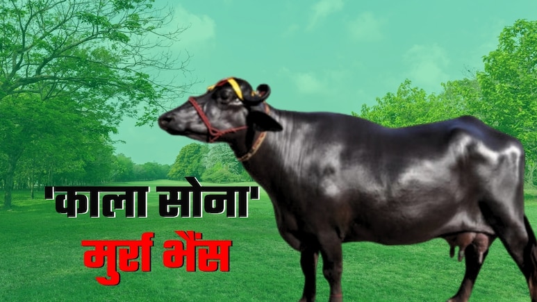 Murrah Buffalo: 'काला सोना' कही जाने वाली मुर्रा भैंस इतने दिन में बना देगी लखपति! इसे अगर पाला तो लाइफ झिंगालाला