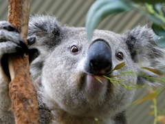 Australia Approves First Vaccine To Protect Koalas From Chlamydia