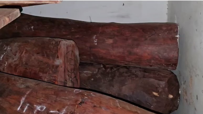 Video: Forest Department Seizes 4,000 Kg Red Sandalwood Worth Rs 12 Crore In Maharashtra