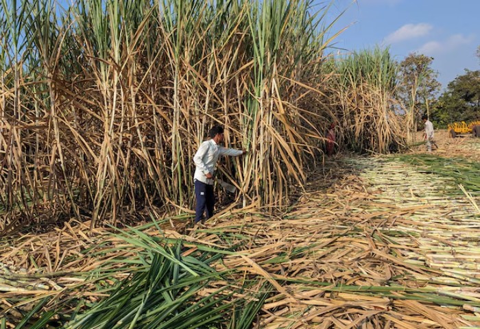 Government Lifts Cap On Ethanol Production From Molasses For 2025-26