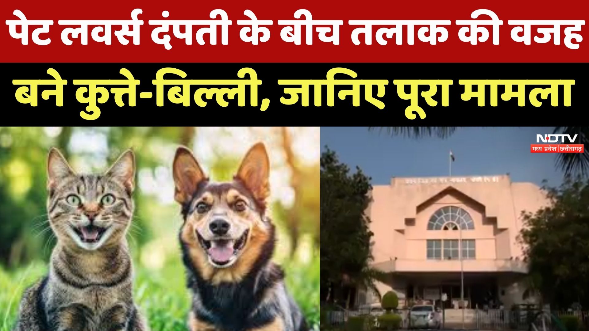 Bhopal News : Dog-Cat की लड़ाई ने कराया तलाक,  जानिए भोपाल का अजीबोगरीब मामला