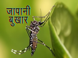 Japanese Encephalitis: एमपी में जापानी बुखार की दस्तक; यहां मिला मरीज, जानिए कैसे फैलती है ये बीमारी Japanese Encephalitis: एमपी में जापानी बुखार की दस्तक; यहां मिला मरीज, जानिए कैसे फैलती है ये बीमारी