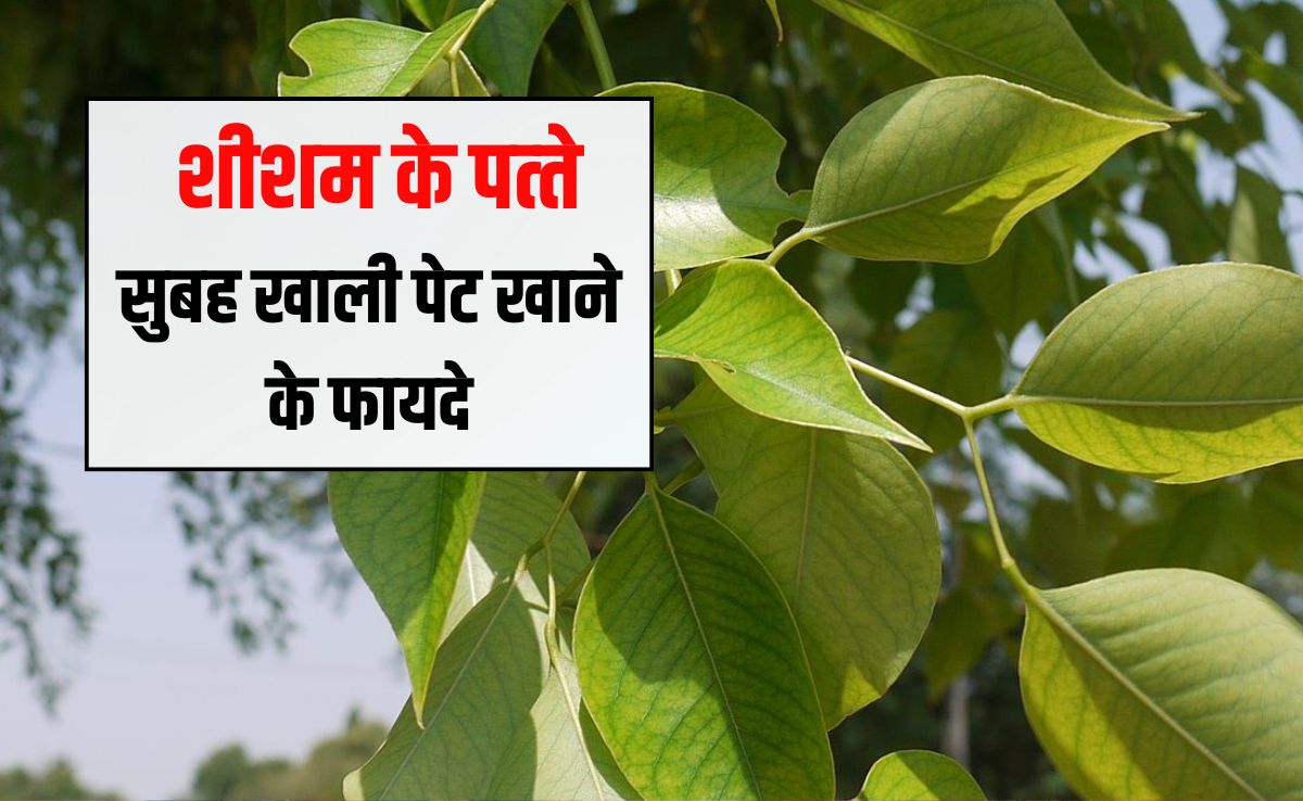 सुबह खाली पेट शीशम की पत्ती खाने से क्या होता है? शीशम के पत्ते से कौन सी बीमारी ठीक होती है, जानें यहां