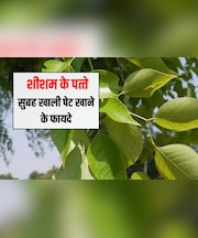 सुबह खाली पेट शीशम की पत्ती खाने से क्या होता है? शीशम के पत्ते से कौन सी बीमारी ठीक होती है