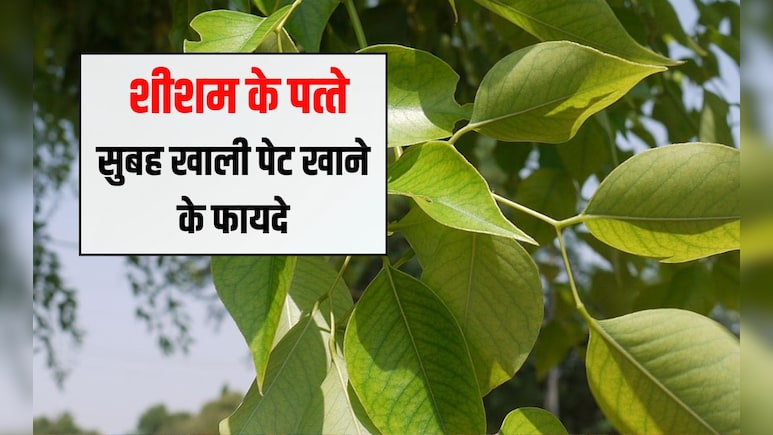 सुबह खाली पेट शीशम की पत्ती खाने से क्या होता है? शीशम के पत्ते से कौन सी बीमारी ठीक होती है, जानें यहां सुबह खाली पेट शीशम की पत्ती खाने से क्या होता है? शीशम के पत्ते से कौन सी बीमारी ठीक होती है, जानें यहां
