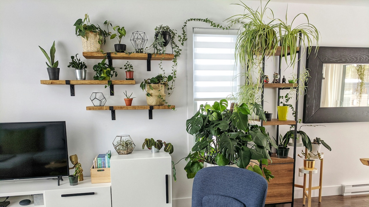 Bring Nature Home: Indoor Plants On Flipkart Big Billion Days Curtain Raiser Deals.
