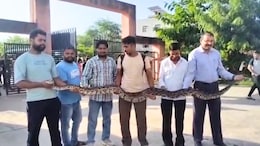 Video: कॉलेज में एग्जाम देने पहुंचा 15 फीट लंबा अजगर! टीचर्स ने देखते ही हाथों में लेकर निकाला बाहर