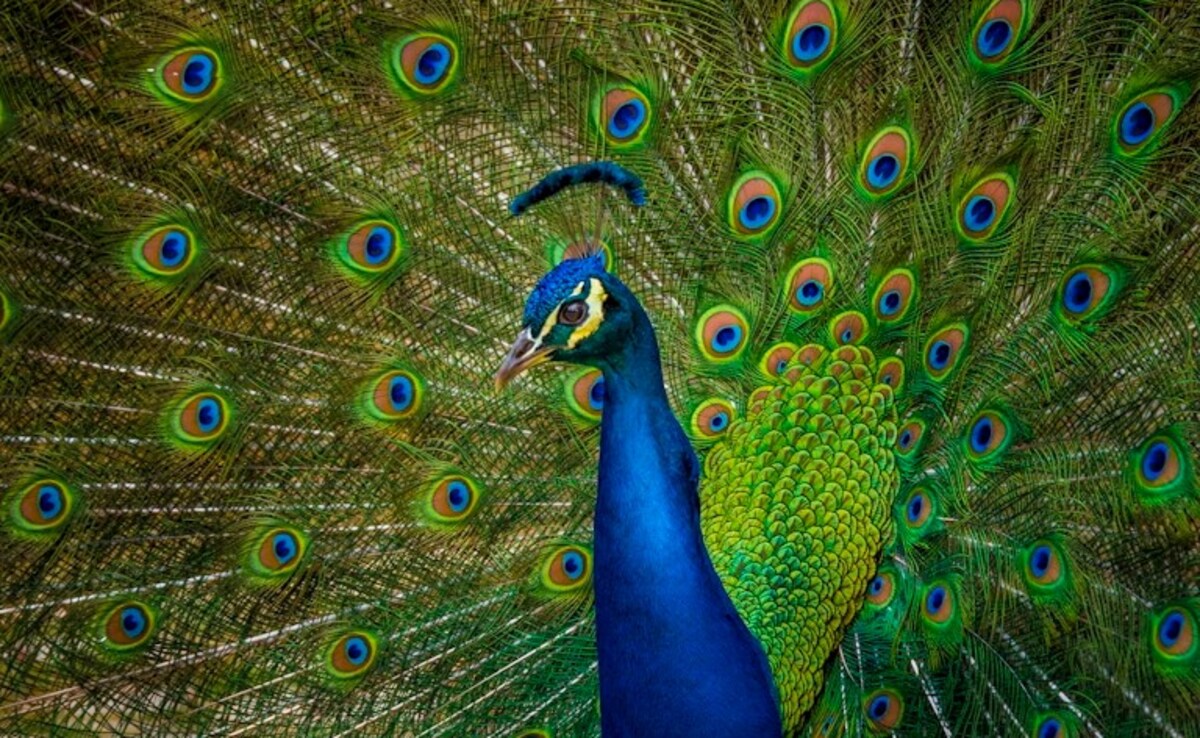 In Bizarre Revenge, US Man Kills And Eats His Pet Peacocks After Neigbour Fed Them