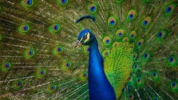 In Bizarre Revenge, US Man Kills And Eats His Pet Peacocks After Neigbour Fed Them