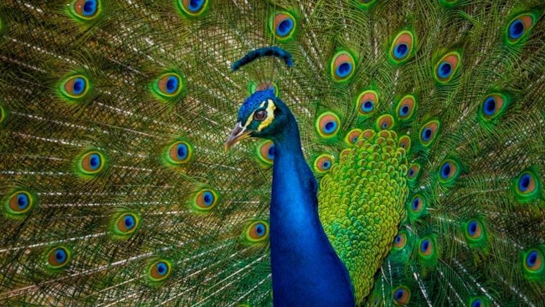 In Bizarre Revenge, US Man Kills And Eats His Pet Peacocks After Neigbour Fed Them