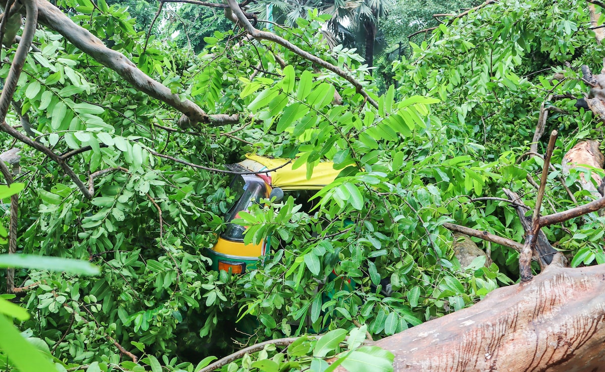 A tree fell on an auto-rickshaw due to rain near the Le Meridien hotel in New Delhi. A tree fell on an auto-rickshaw due to rain near the Le Meridien hotel in New Delhi.