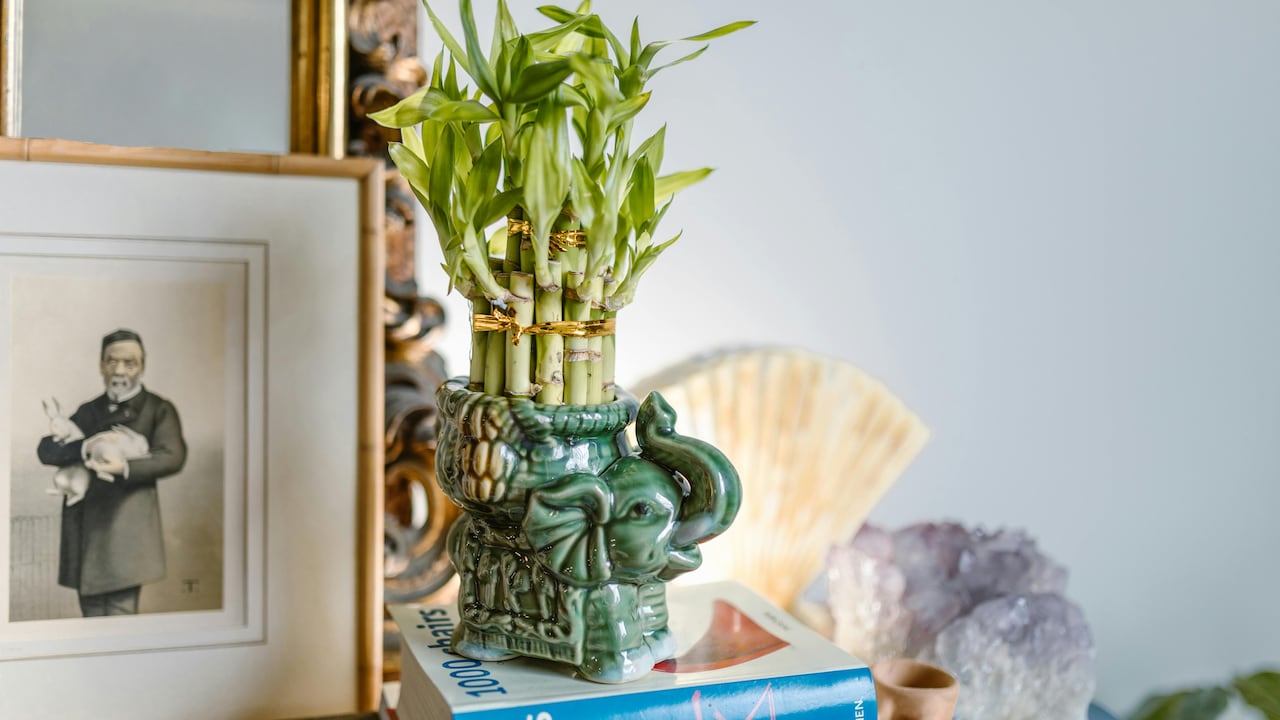 Place bamboo plants at home for Vastu and Feng Shui benefits, drawing prosperity, harmony and health.