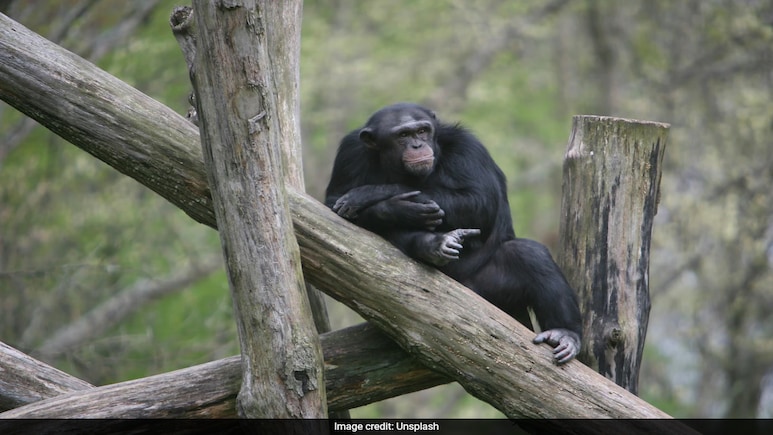 Study Reveals Wild Chimps Consume Alcohol Naturally, Equivalent Of 2 Cocktails Per Day Study Reveals Wild Chimps Consume Alcohol Naturally, Equivalent Of 2 Cocktails Per Day