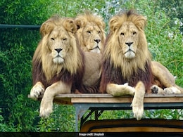 Bangkok Zoo Horror: Lions Maul Zookeeper To Death In Front Of Visitors, Safety Measures Under Scrutiny Bangkok Zoo Horror: Lions Maul Zookeeper To Death In Front Of Visitors, Safety Measures Under Scrutiny