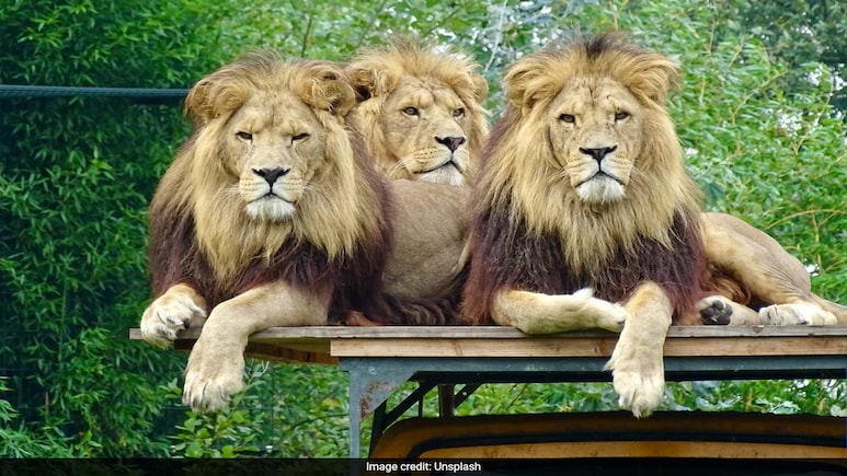 Bangkok Zoo Horror: Lions Maul Zookeeper To Death In Front Of Visitors, Safety Measures Under Scrutiny Bangkok Zoo Horror: Lions Maul Zookeeper To Death In Front Of Visitors, Safety Measures Under Scrutiny