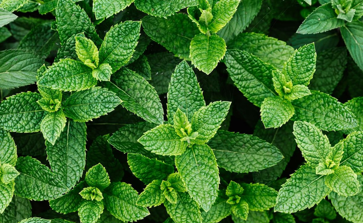 इन 9 लोगों के लिए वरदान से कम नहीं है गर्मियों में पुदीने का सेवन, जानें सेवन का सही तरीका