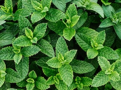 इन 9 लोगों के लिए वरदान से कम नहीं है गर्मियों में पुदीने का सेवन, जानें सेवन का सही तरीका