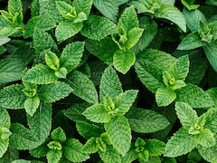 इन 9 लोगों के लिए वरदान से कम नहीं है गर्मियों में पुदीने का सेवन, जानें सेवन का सही तरीका