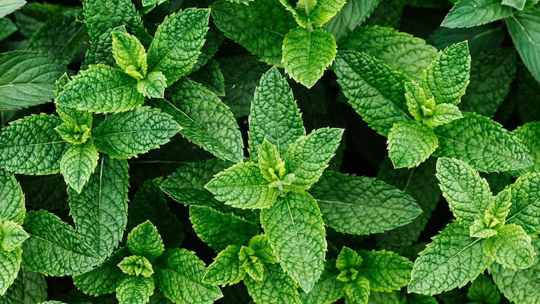 इन 9 लोगों के लिए वरदान से कम नहीं है गर्मियों में पुदीने का सेवन, जानें सेवन का सही तरीका