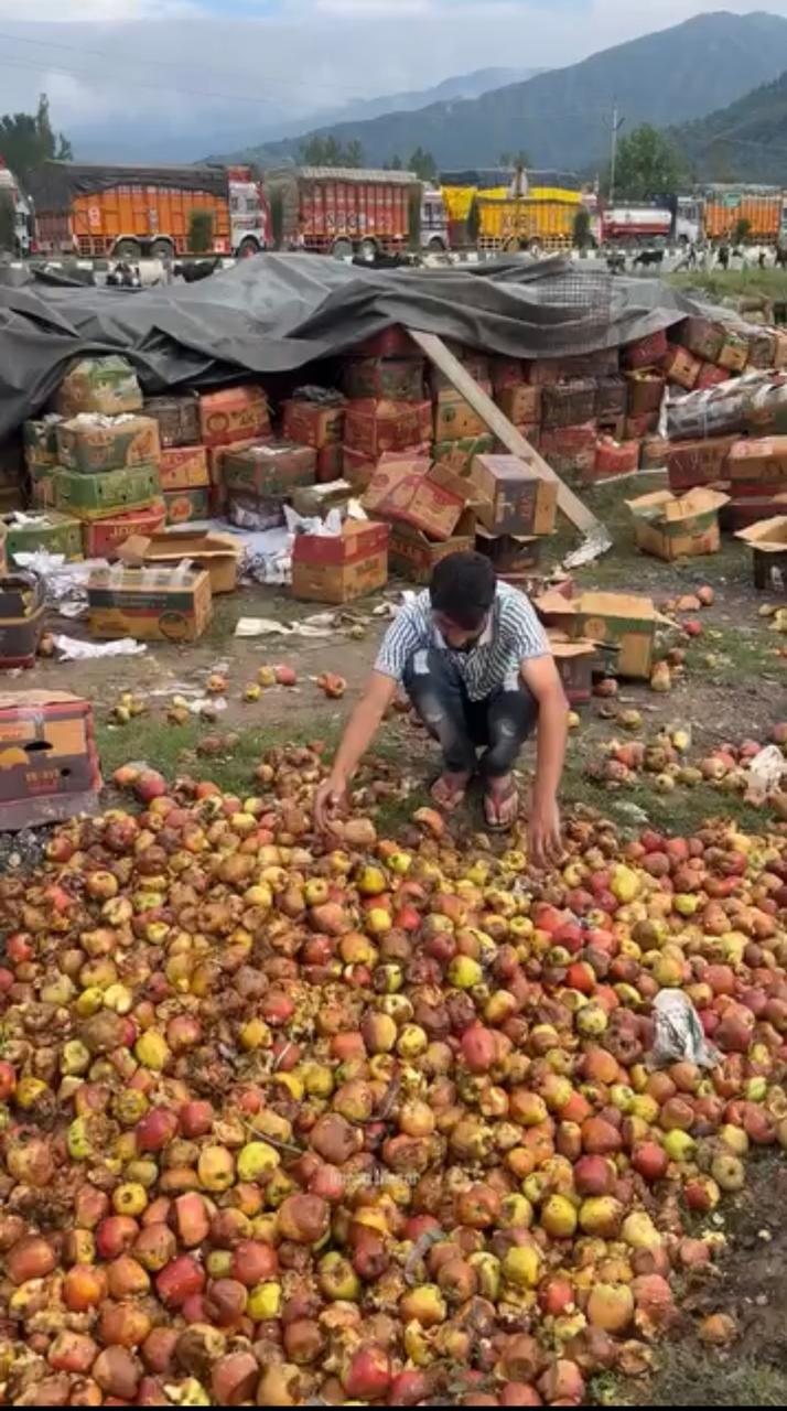 Thousands Of Tonnes Of Apples Rotting In Kashmir Due To Road Closure
