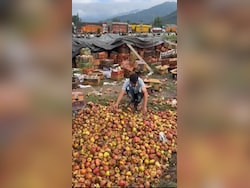 Thousands Of Tonnes Of Apples Rotting In Kashmir Due To Road Closure