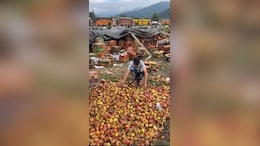 Thousands Of Tonnes Of Apples Rotting In Kashmir Due To Road Closure