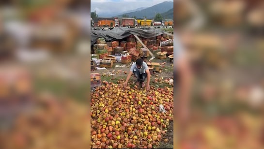 Thousands Of Tonnes Of Apples Rotting In Kashmir Due To Road Closure