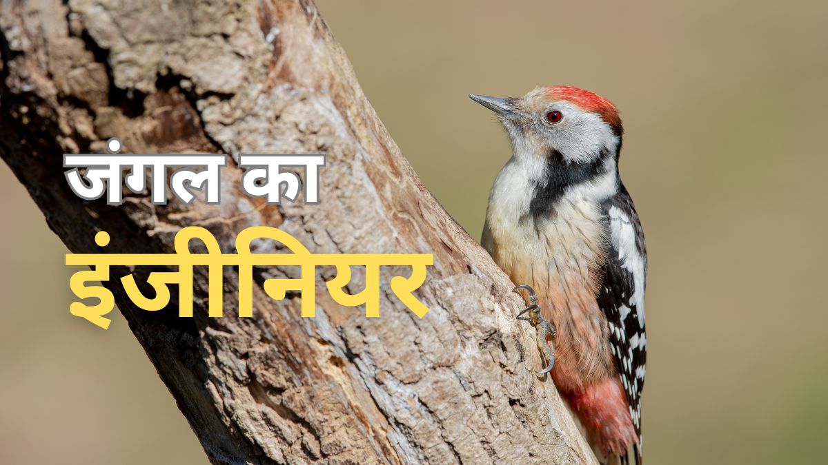 कठफोड़वा... जंगल का बेहतरीन इंजीनियर, बिना छेनी हथौड़ा चीर देता है पेड़ का सीना