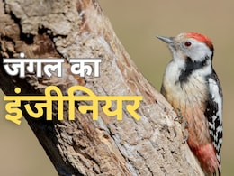 कठफोड़वा... जंगल का बेहतरीन इंजीनियर, बिना छेनी हथौड़ा चीर देता है पेड़ का सीना कठफोड़वा... जंगल का बेहतरीन इंजीनियर, बिना छेनी हथौड़ा चीर देता है पेड़ का सीना