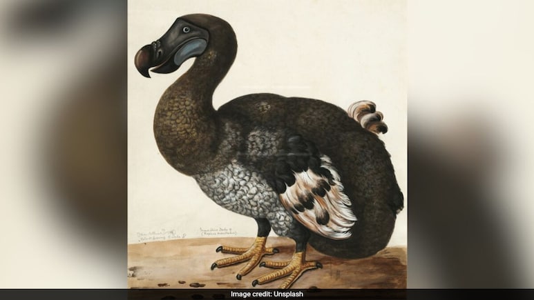 US Firm Edges Closer To Bringing Back Extinct Dodo Bird US Firm Edges Closer To Bringing Back Extinct Dodo Bird