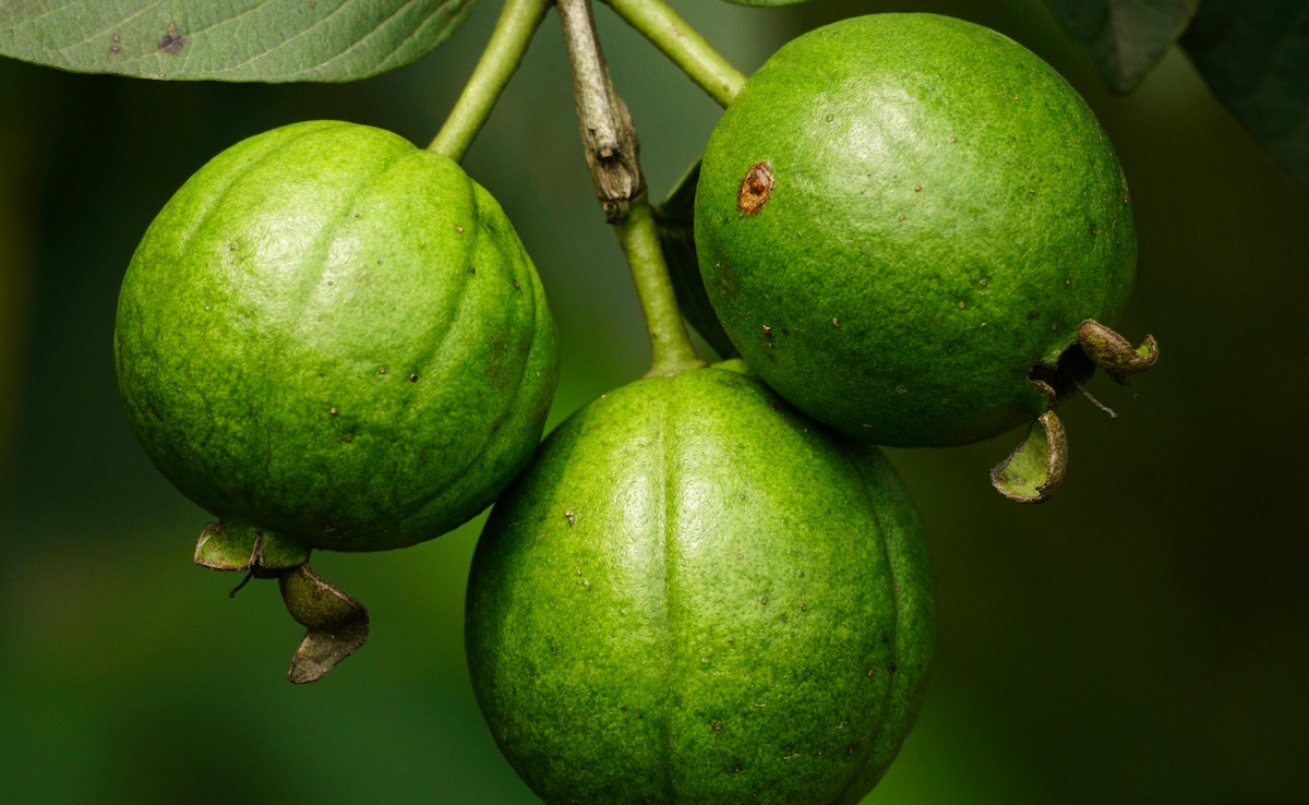 रोज एक अमरूद खाने से शरीर को हो सकते हैं ये 4 जबरदस्त फायदे