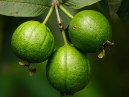 रोज एक अमरूद खाने से शरीर को हो सकते हैं ये 5 जबरदस्त फायदे