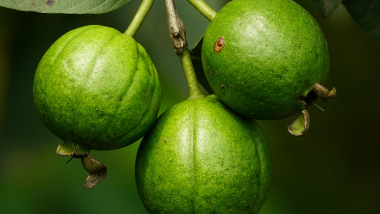 रोज एक अमरूद खाने से शरीर को हो सकते हैं ये 4 जबरदस्त फायदे