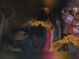 बिहार में है ऐसा अनूठा मंदिर, जहां 'बलि' के बाद जिंदा बाहर आता है बकरा