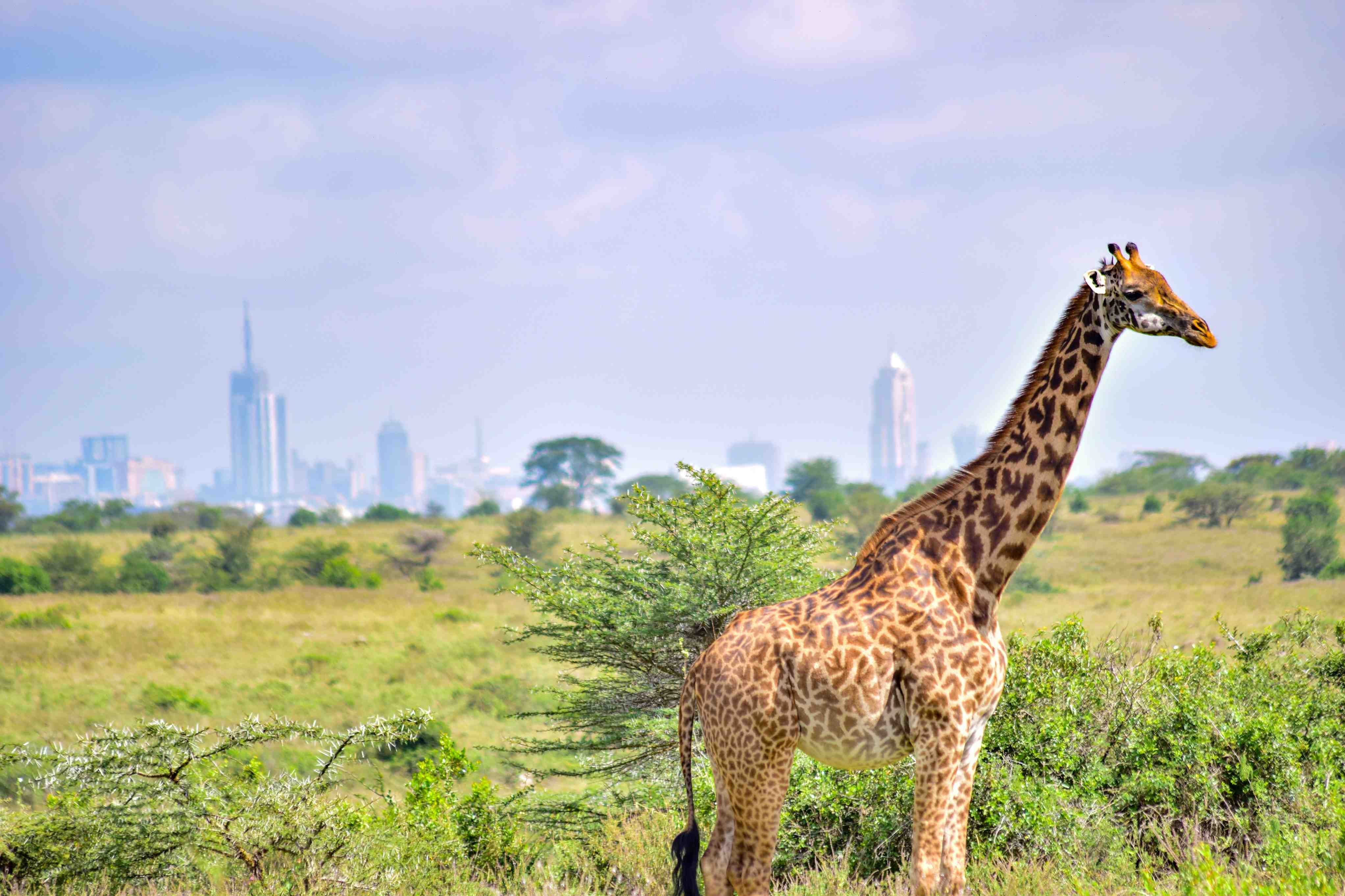 How Much Cheaper Is Uber Wildlife Safari Than A Nairobi National Park Safari?