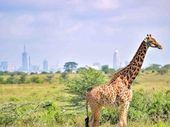 How Much Cheaper Is Uber Wildlife Safari Than A Nairobi National Park Safari?