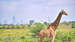 How Much Cheaper Is Uber Wildlife Safari Than A Nairobi National Park Safari?