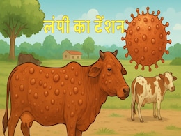 Lumpy Virus: सावधान! शिवपुरी में लंपी वायरस का खौफ; इतनी हजार वैक्सीन पहुंची, जानिए क्या है खतरा Lumpy Virus: सावधान! शिवपुरी में लंपी वायरस का खौफ; इतनी हजार वैक्सीन पहुंची, जानिए क्या है खतरा