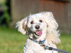 Italian City Introduces Daily Tax For Dogs Visiting With Owners, Here's Why