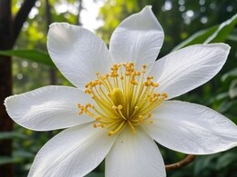 नाग केसर: सिर्फ पुष्प नहीं, मुंहासे और दाग-धब्बों का रामबाण इलाज; जानें अनोखे फायदे  नाग केसर: सिर्फ पुष्प नहीं, मुंहासे और दाग-धब्बों का रामबाण इलाज; जानें अनोखे फायदे