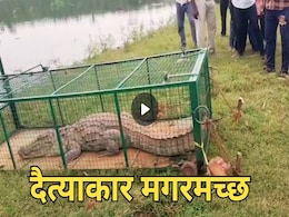 पिंजरे में कैद हुआ 11 फीट लंबा मगरमच्छ, जलाशय में मचा रखा था कोहराम, ग्रामीणों ने ली राहत की सांस पिंजरे में कैद हुआ 11 फीट लंबा मगरमच्छ, जलाशय में मचा रखा था कोहराम, ग्रामीणों ने ली राहत की सांस