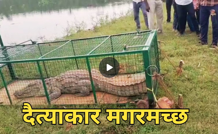 पिंजरे में कैद हुआ 11 फीट लंबा मगरमच्छ, जलाशय में मचा रखा था कोहराम, ग्रामीणों ने ली राहत की सांस